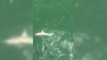 Il se fait voler sa prise par un requin
