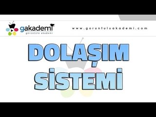 Dolaşım Sistemi |Biyoloji Dersi