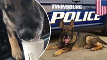 Ohio police dog enjoys Starbuck secret menu treat: the puppuccino - TomoNews