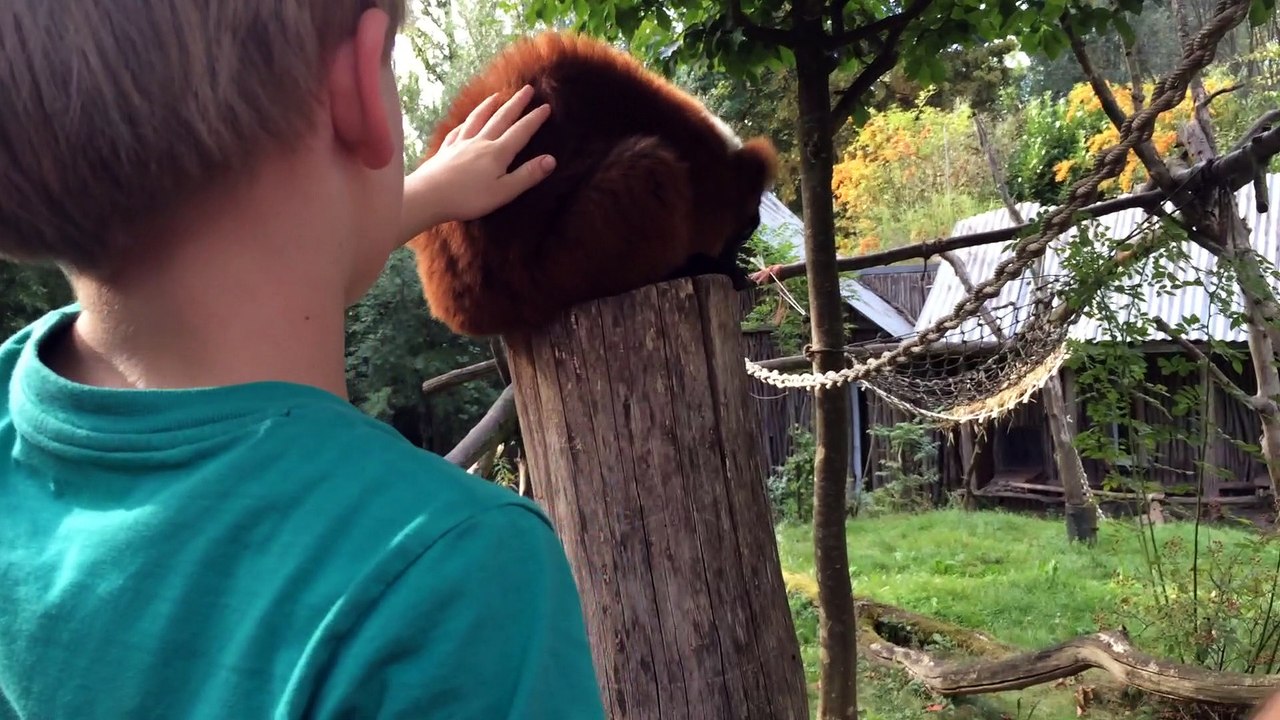 Lemur/ Maki gestreichelt