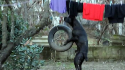 An excited dog without a partner wanks at the tire