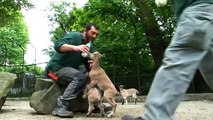 La procréation assistée pour la sauvegarde des chèvres markhors