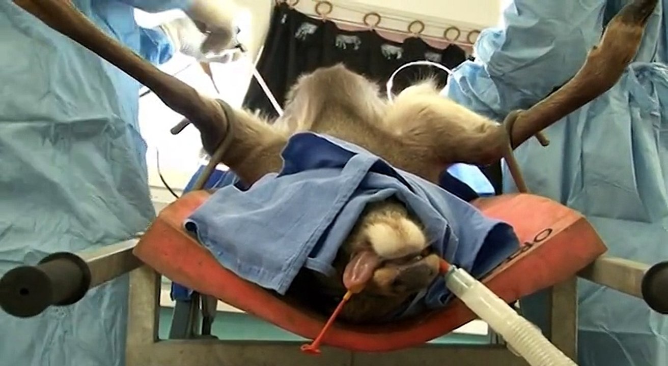 La recherche pour la sauvegarde des espèces menacées