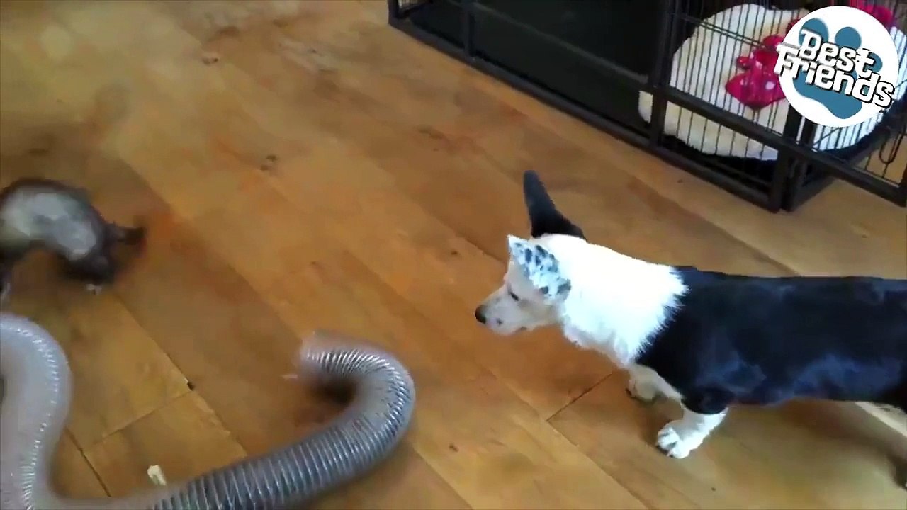 Ce chien adore jouer avec les deux furets de la famille !