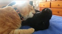 Funny animal videos: Cats And Dogs Friends Forever Compilation