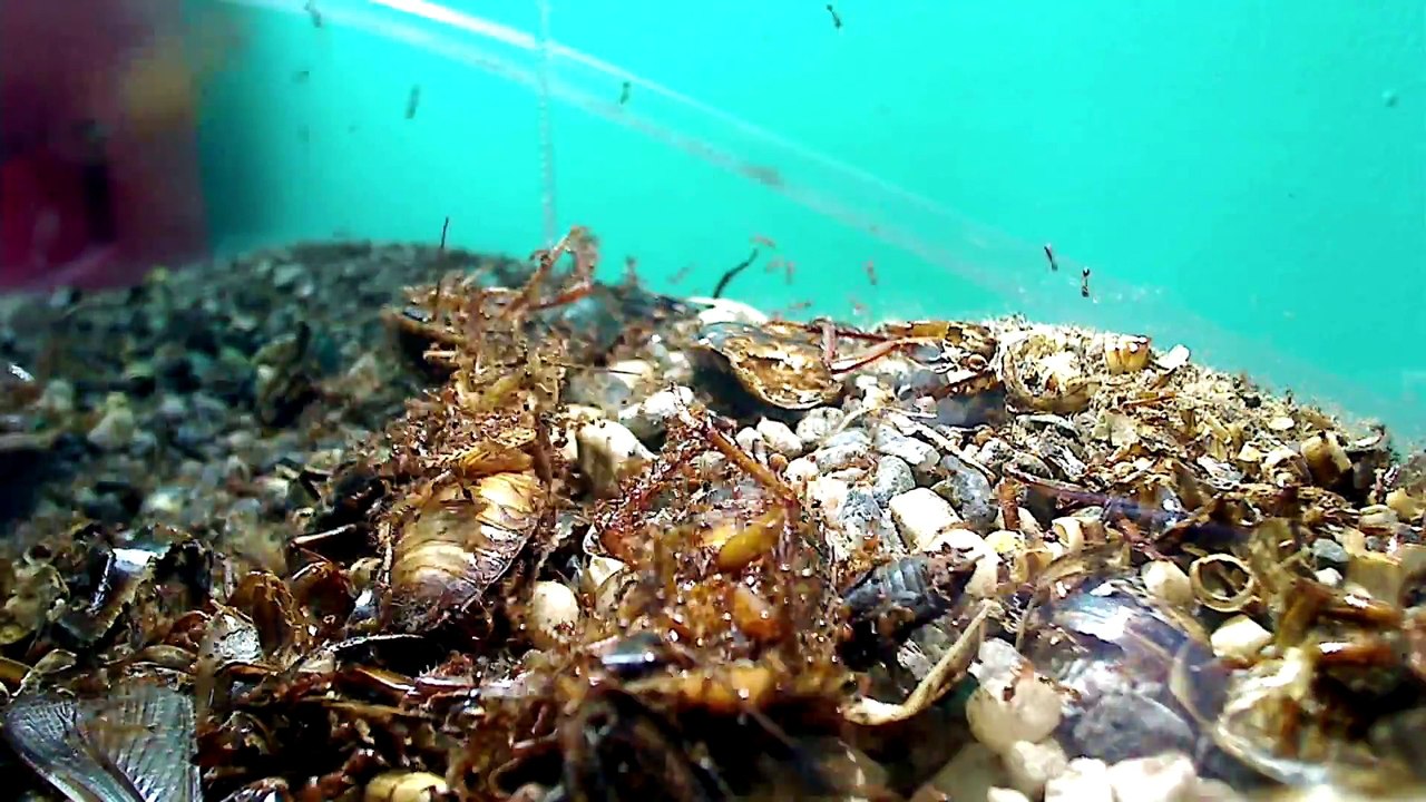 Ce gars possède une grande colonie de fourmis de feu tueuses