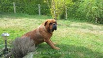Les aventures d'Eliot (Dogue de Bordeaux) : Ep.1 