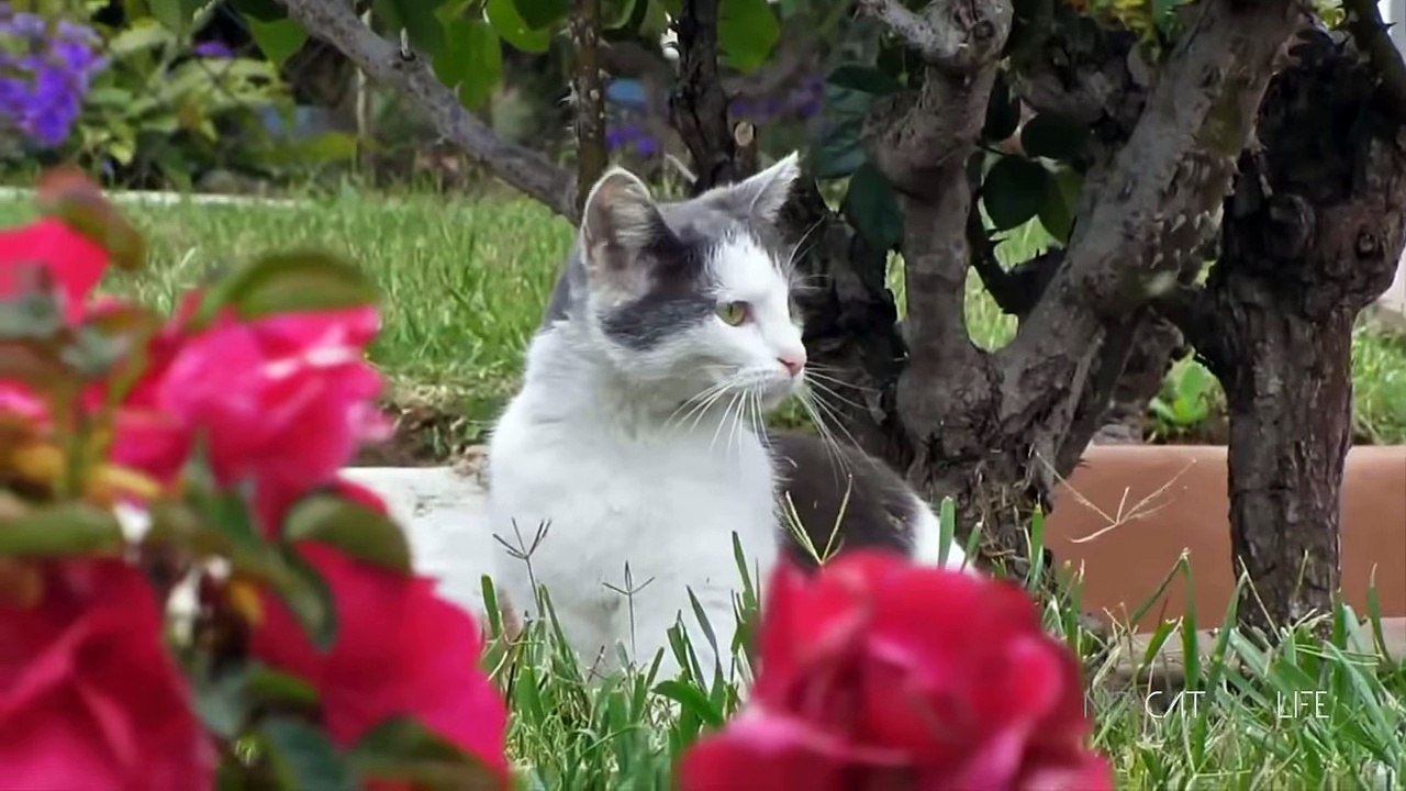 Funny Cats Compilation