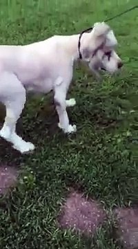 Ce pauvre chien vivait enfermé dans une grange et avait plus de 15 kilos de fourrure sur le dos quand il a été secouru..