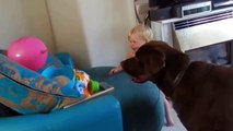 Funny animal videos: Cute Babies Laughing Hysterically At Dogs Compilation