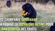 Ce chimpanzé a trouvé une technique pour transporter 12 oranges en une seule fois !