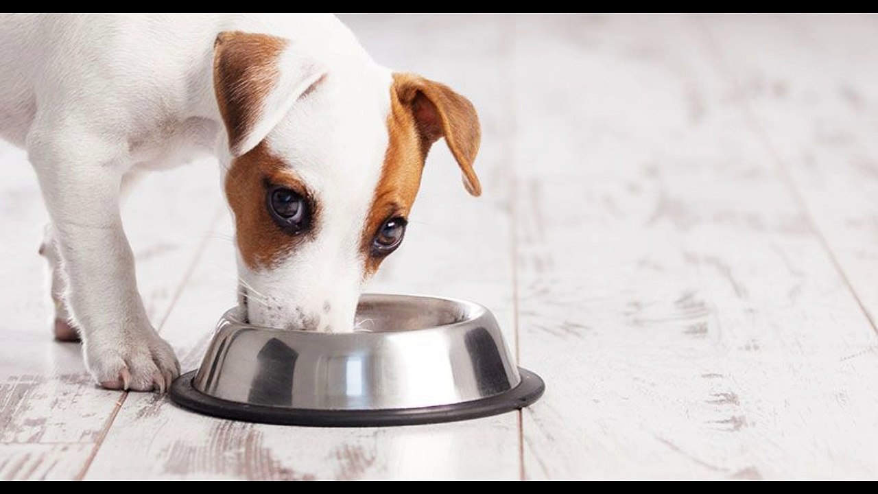 how much to feed a puppy