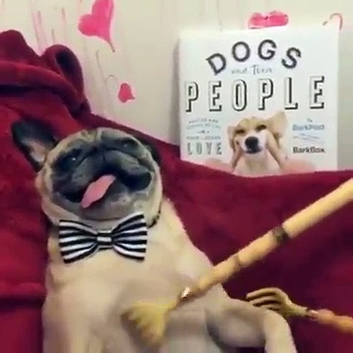 Cão sente-se no "céu" ao levar uma bela massagem
