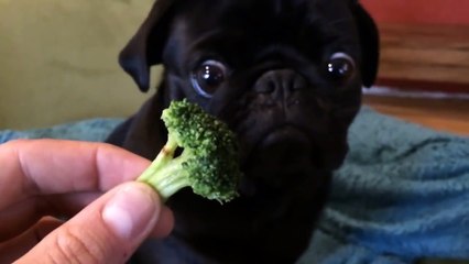 Cutest Black Pug Loves Eating Broccoli More Than You!