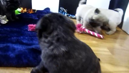 Cutest Pug Puppies Ever!