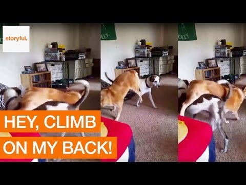 Daring Dog Takes Pal on Ridiculous-Looking Piggyback Ride