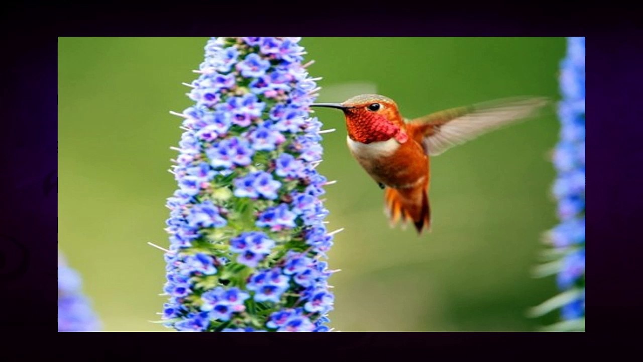 Some beautiful birds