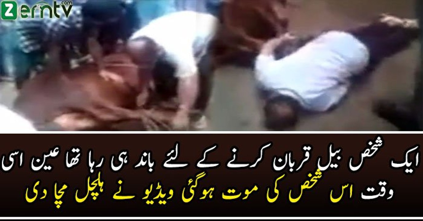 Shocking A Man Died During Bull Slaughtering