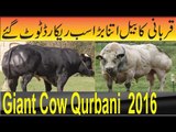 Allah ki qudrat World Biggest Cow Cow Qurbani 2016 Karachi Pakistan