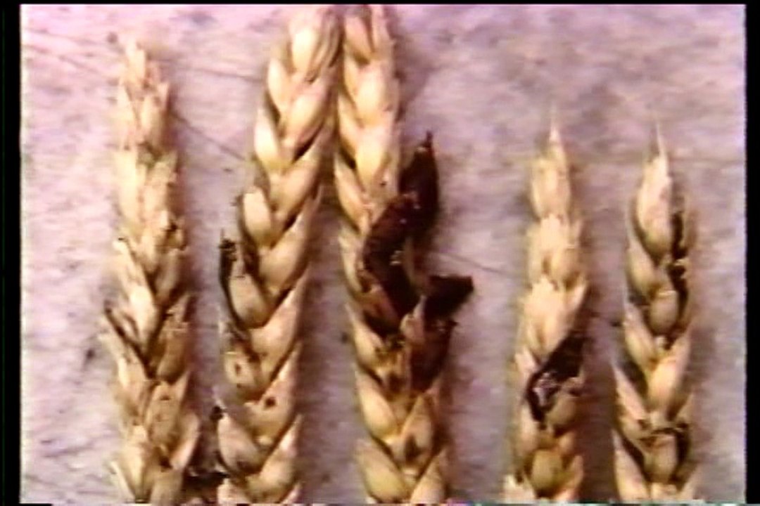 LSD- The Beyond Within - Poza Wewnętrzny Horyzont (napisy pl)(01)