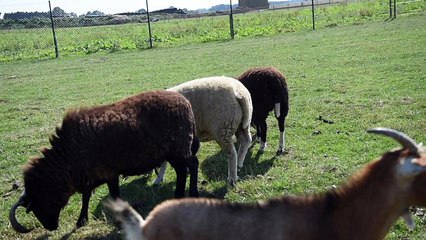 Un mouton sauvé de l'abattoir
