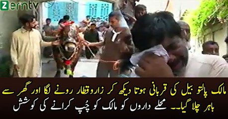 Apne paaltu Bail Ko Qurban Hota Dekh Kar Uska Maalik Rone Laga