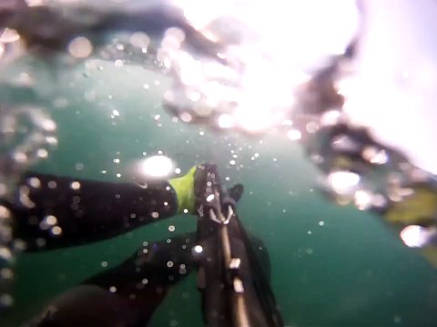 Ce pecheur au tuba se fait attaquer par un requin blanc... Peur de sa vie