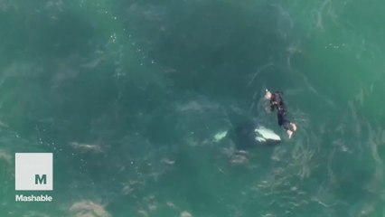 Man swims and frolics with a orca whale in the wild