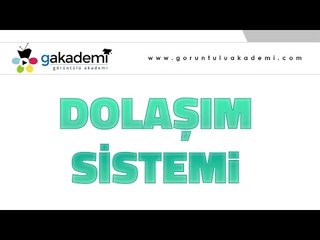 Dolaşım Sistemi |Biyoloji Dersi