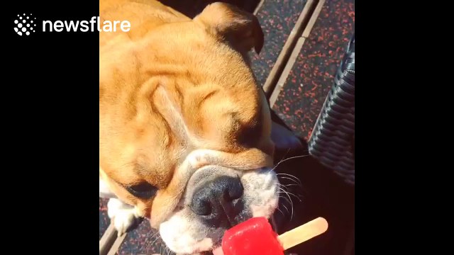 Bulldog cools off with an ice lolly during UK summer heatwave