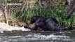 Grizzly bear eats bison carcass in Yellowstone