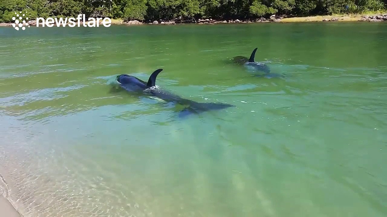 Two orcas swim up to beach in New Zealand