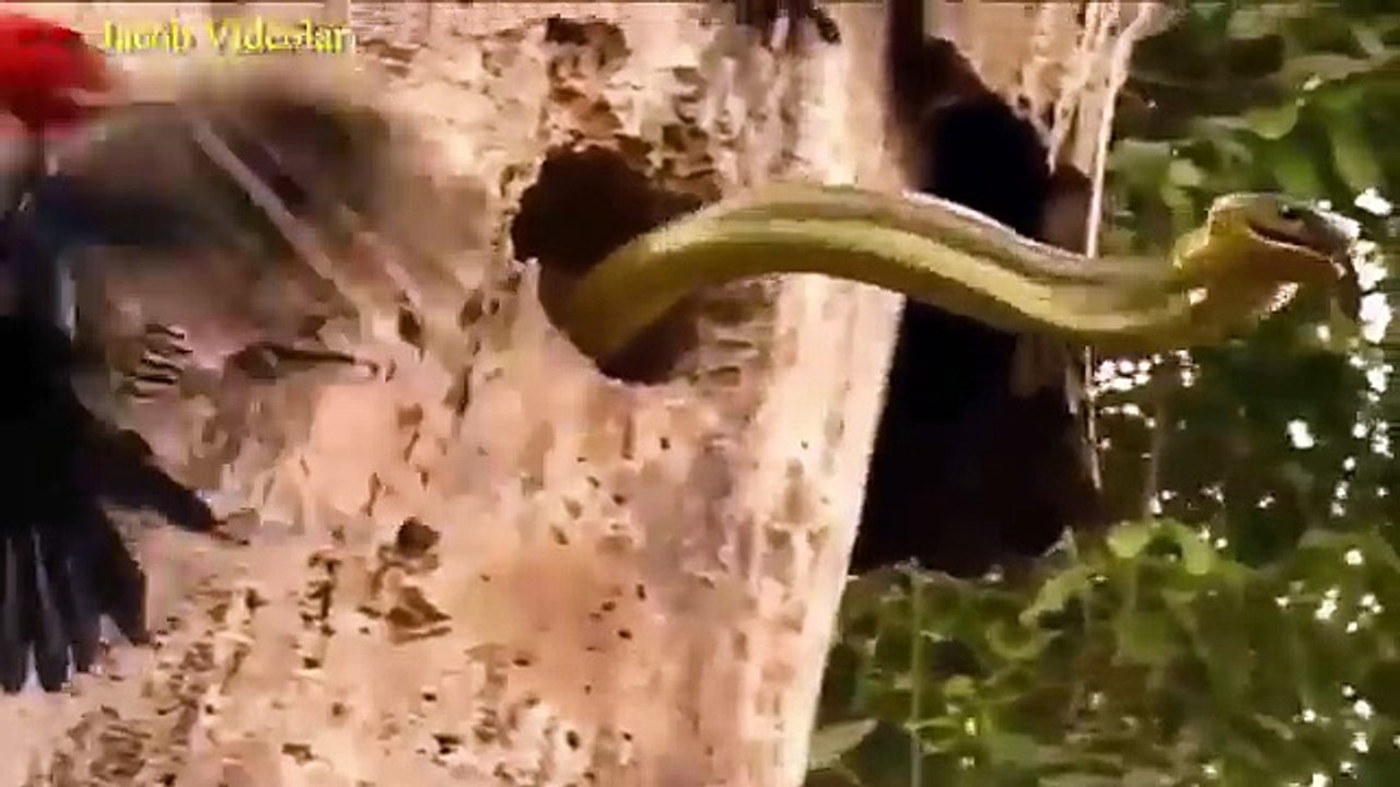 BİG BATTLE   Tiger vs Crocodile ►► Real Fight to Death - Lion, Giant Anaconda, Snake, Wolf, Eagle-OBf0ohdK3WE-HQ