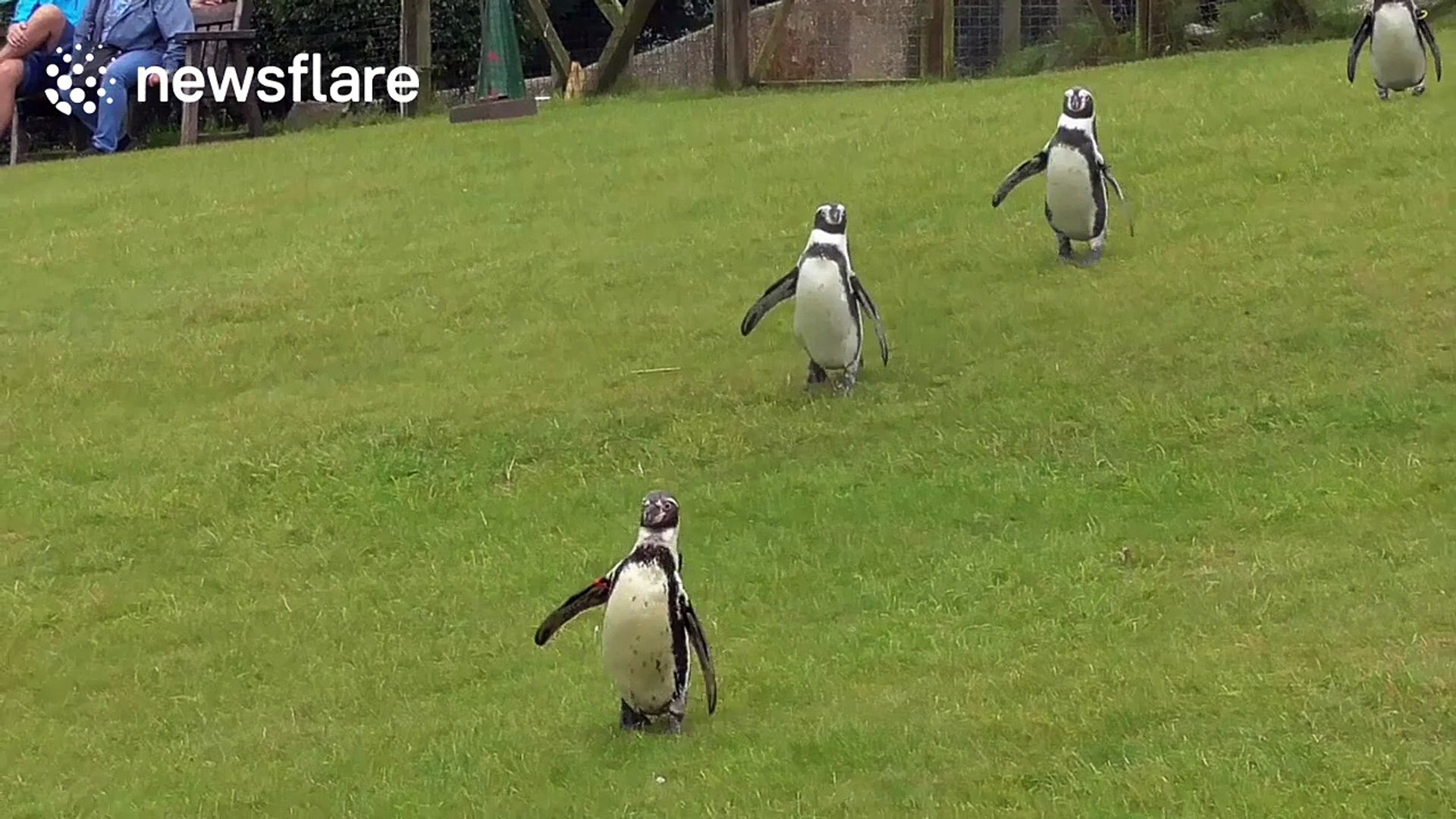 ⁣Adorable footage of 'running' penguins
