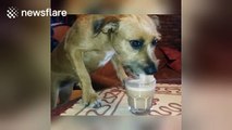 Dog enjoys a smoothie on a hot day