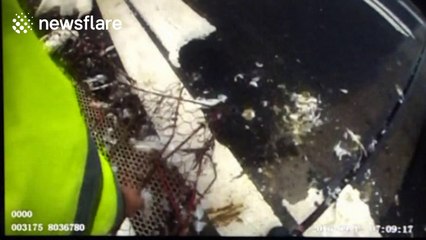 Hundreds of ducks stranded on motorway after crash in China