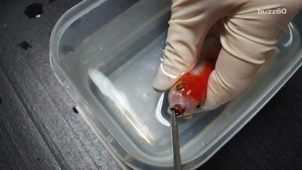 Woman Spends a Fortune to Save Her Pet Goldfish