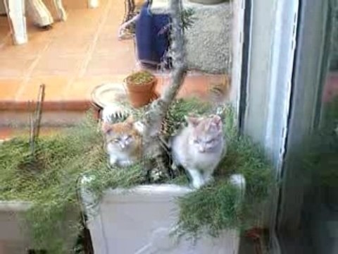 chatons et chatte abandonnés