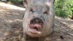 Ziggy The Piggy Refuses To Leave Hog Heaven, Throws Temper Tantrum