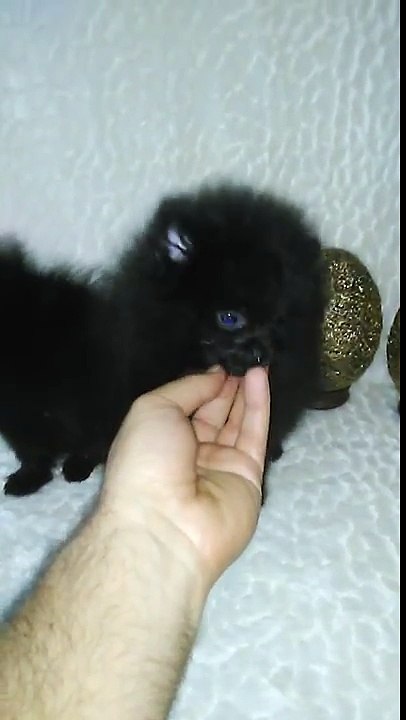 "Noir Desir y Dream in Black de Can Titos" Pomeranias