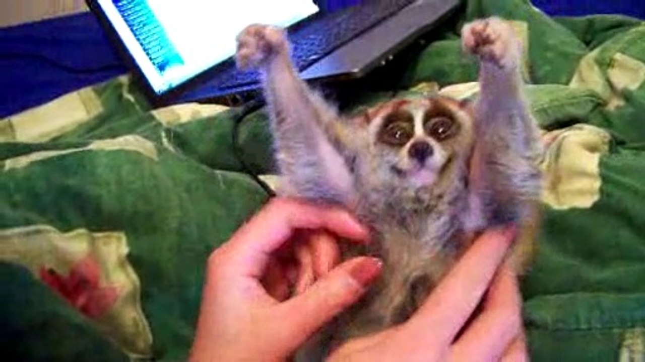 trop mimi j avais " un morphine" moi . Les mâles sont lents mais agressif  quand ils mordent ils se décrochent plus .jolies petites bêtes 