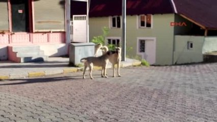 Erzurum - Aç Kalan Sokak Köpekleri Buzağılara Saldırdı