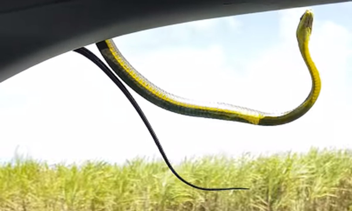Un serpent se ballade sur les vitres de leur voiture pendant qu'ils roulent !