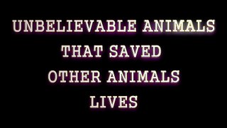 Amazing! Animal Saves Other Animal 2016   HD