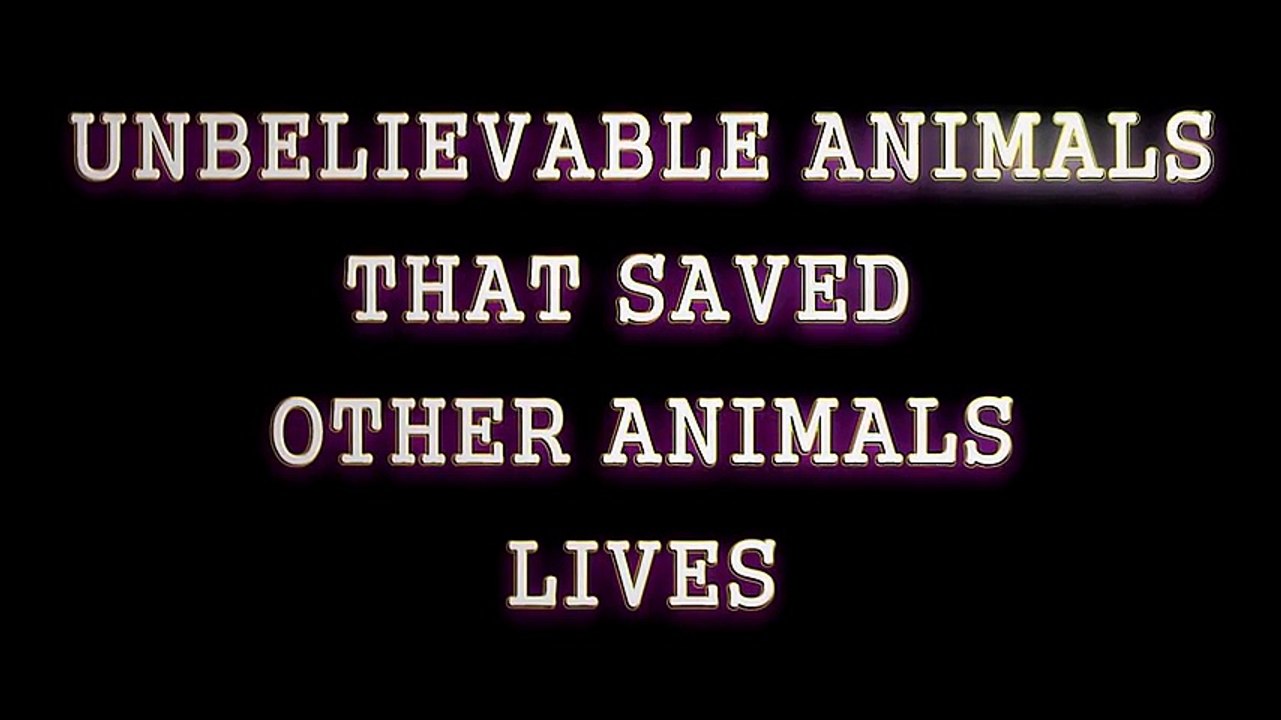 Amazing! Animal Saves Other Animal 2016   HD