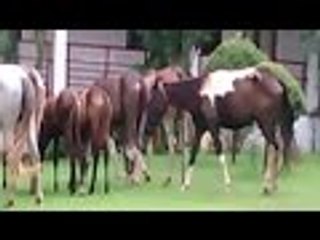 Crazy Horse Grazing Video