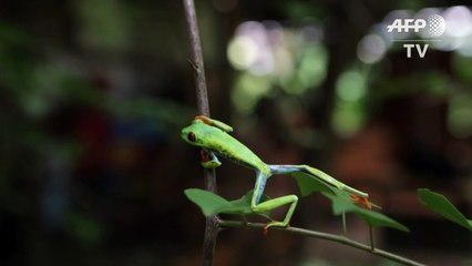 La grenouille aux yeux rouges menacée trouve refuge au Nicaragua
