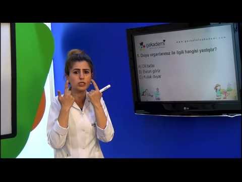 Görüntülü Akademi 2 Sınıf Hayat Bilgisi Görüntülü Eğitim Seti Sorular