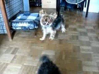 Biki a un nouveau jouet