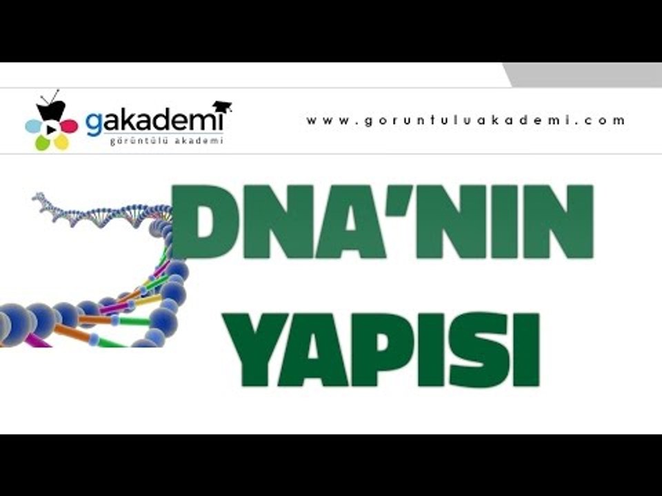 DNA'nın Yapısı ve Replikasyonu |Biyoloji Dersi